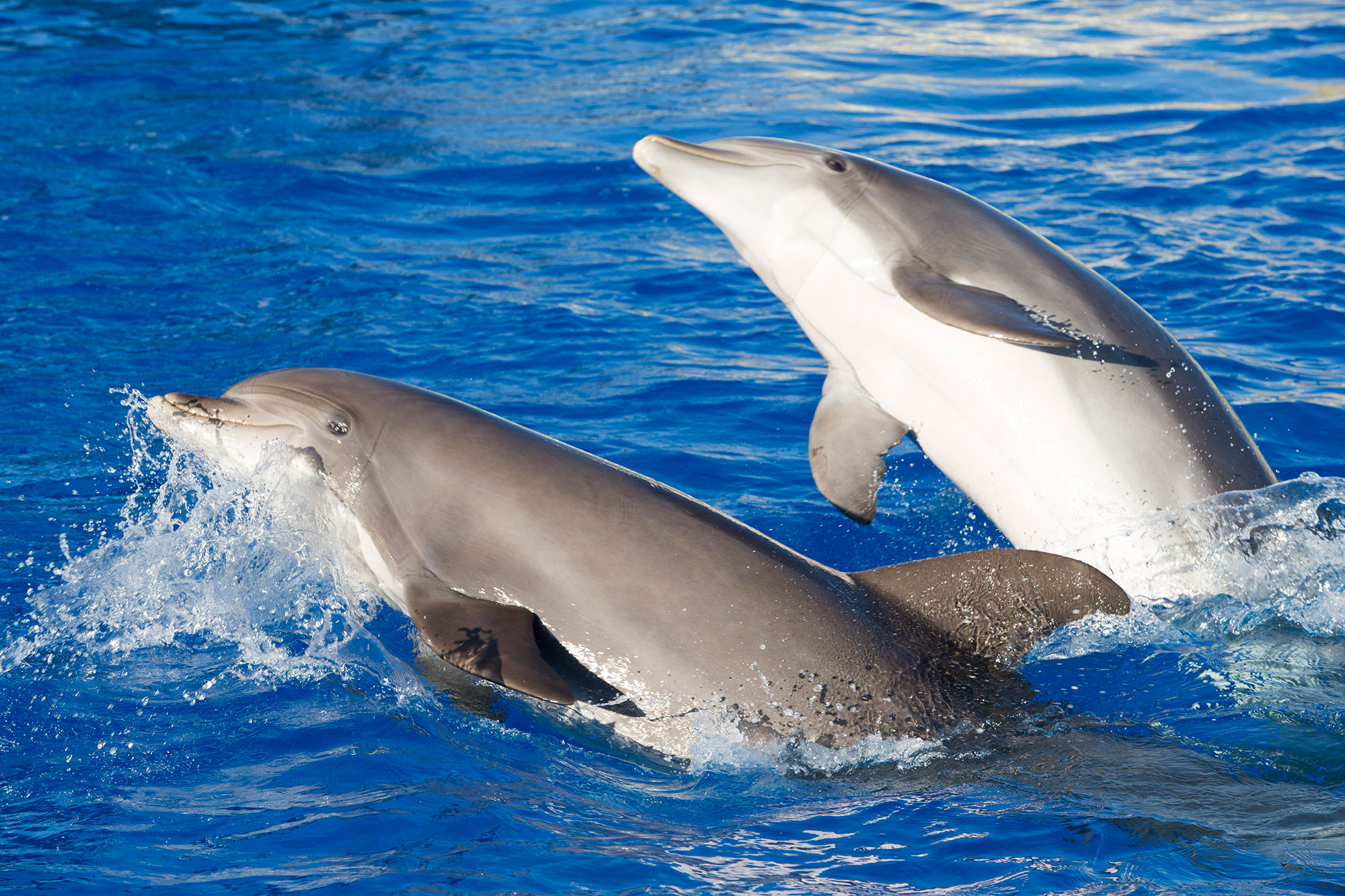 Creole cata les dauphins à voir